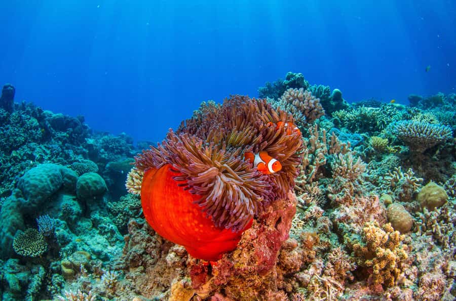 Cairns: Best Value All-inclusive Reef Trip With Scuba Dive - The first water session: a good test for beginners