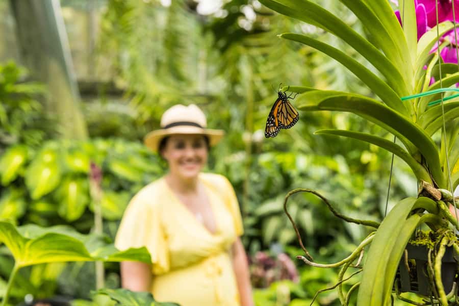 Cairns: Cairns City Sights & Surrounds Half Day Tour - What this Cairns half-day tour is really for