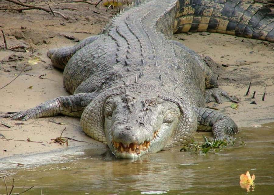 Cairns: Cape Tribulation, Beaches, Crocs & Swimming Day Tour - From Cairns to Port Douglas