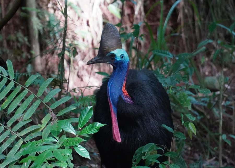 Cairns: Cape Tribulation, Beaches, Crocs & Swimming Day Tour - Looking for crocodiles on the Daintree River