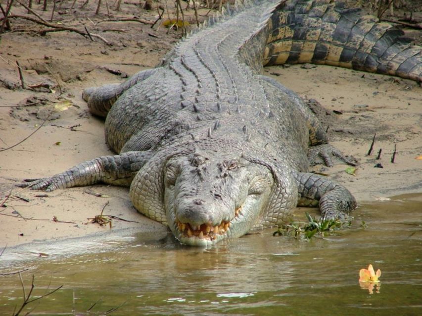 Cairns: Cape Tribulation, Beaches, Crocs & Swimming Day Tour - Port Douglas and Four Mile Beach