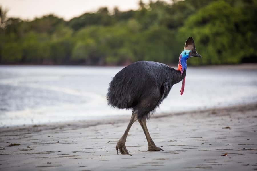 Cairns: Cape Tribulation, Daintree, Mossman and Port Douglas - One long day through Far North Queensland