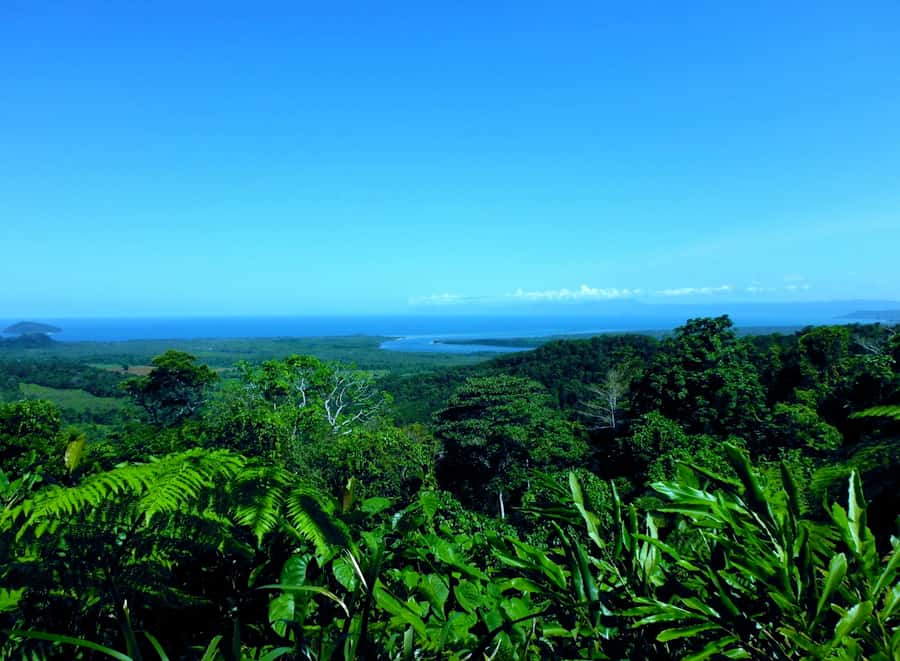 Cairns: Daintree, Mossman Gorge, & Cape Tribulation Day Trip - Crocodiles and quiet water on the Daintree River
