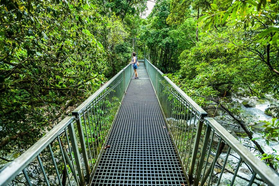 Cairns: Daintree Rainforest and Mossman Gorge Tour - The Daintree River wildlife cruise