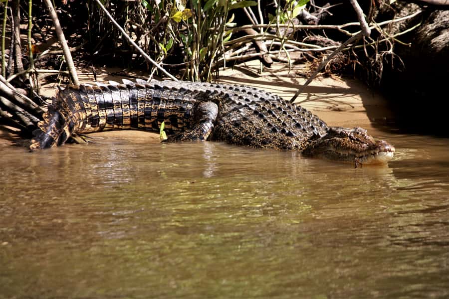 Cairns: Daintree Rainforest Wildlife Experience Cruise - Key points to know before you go