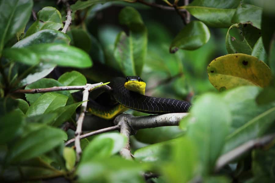 Cairns: Daintree Rainforest Wildlife Experience Cruise - Is $24 good value?