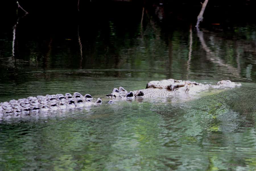 Cairns: Daintree Rainforest Wildlife Experience Cruise - Who should book this cruise?