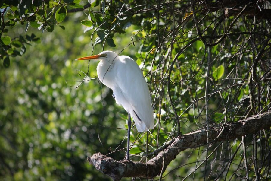 Cairns: Daintree Rainforest Wildlife Experience Cruise - Should you book the Daintree River cruise?