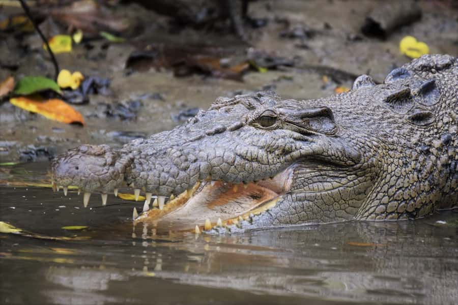 Cairns: Daintree Rainforest Wildlife Experience Cruise - Finding the estuarine crocodile