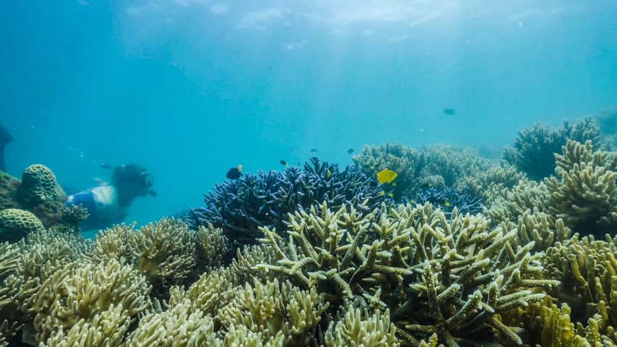 Cairns: Fitzroy Island Ferry w/ Snorkel, Lunch, Tour Options - What the lunch box includes