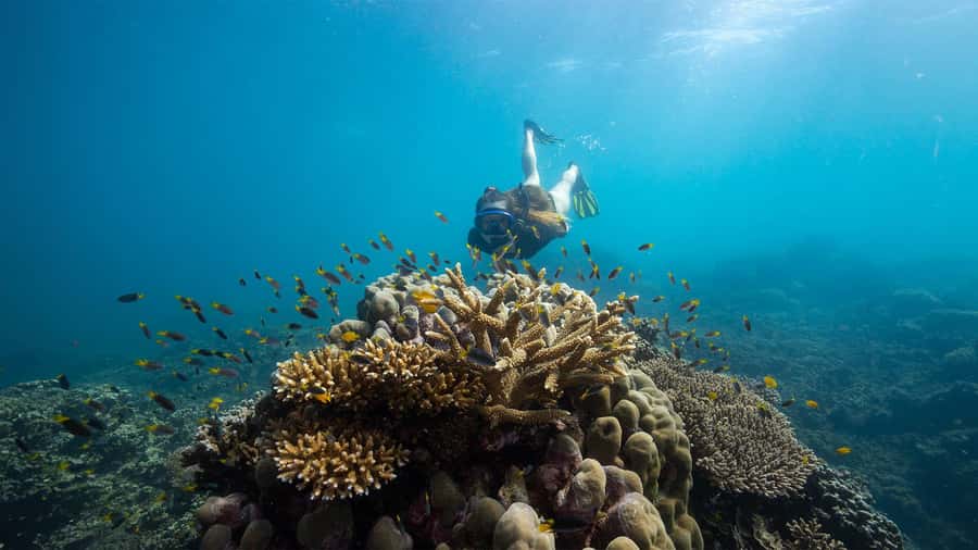 Cairns: Frankland Islands Great Barrier Reef Tour - Key points to know before booking