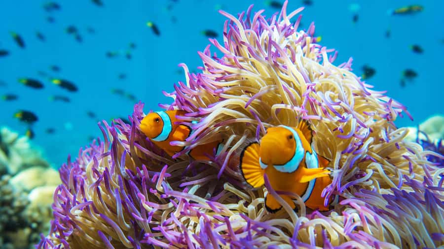 Cairns: Frankland Islands Great Barrier Reef Tour - A short route to Normanby Island