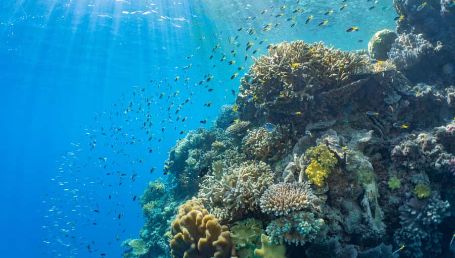 Cairns: Great Barrier Reef and Fitzroy Island Boat Tour - One day, two very different pieces of the Coral Sea