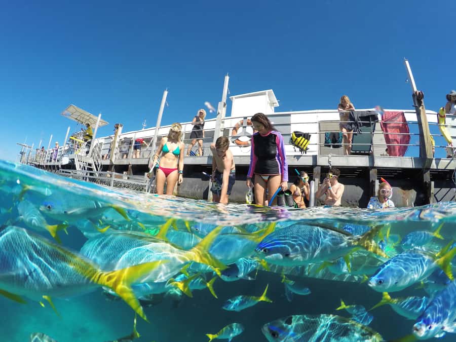 Cairns: Great Barrier Reef and Fitzroy Island Boat Tour - More than snorkeling: the pontoon’s free extras