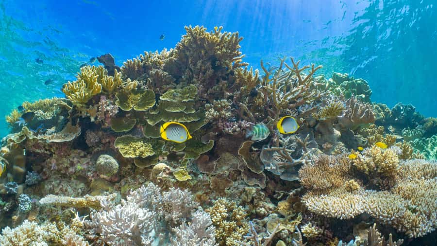 Cairns: Great Barrier Reef and Fitzroy Island Boat Tour - Moore Reef: make your priority list before arrival