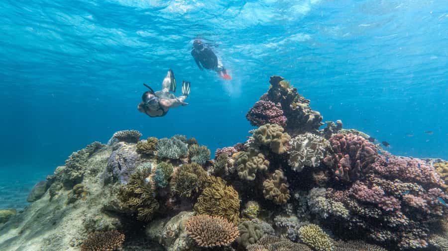 Cairns: Great Barrier Reef Full-Day Tour - From Cairns Marina to AquaQuest