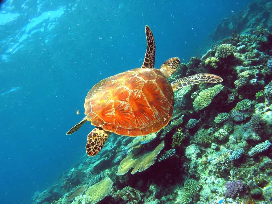 Cairns: Great Barrier Reef Half-Day Snorkelling Tour - Who will get the most from this trip