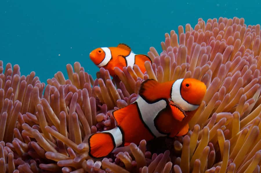 Cairns: Great Barrier Reef Overnight Snorkeling Boat Trip - Meals, showers, and the value of staying onboard