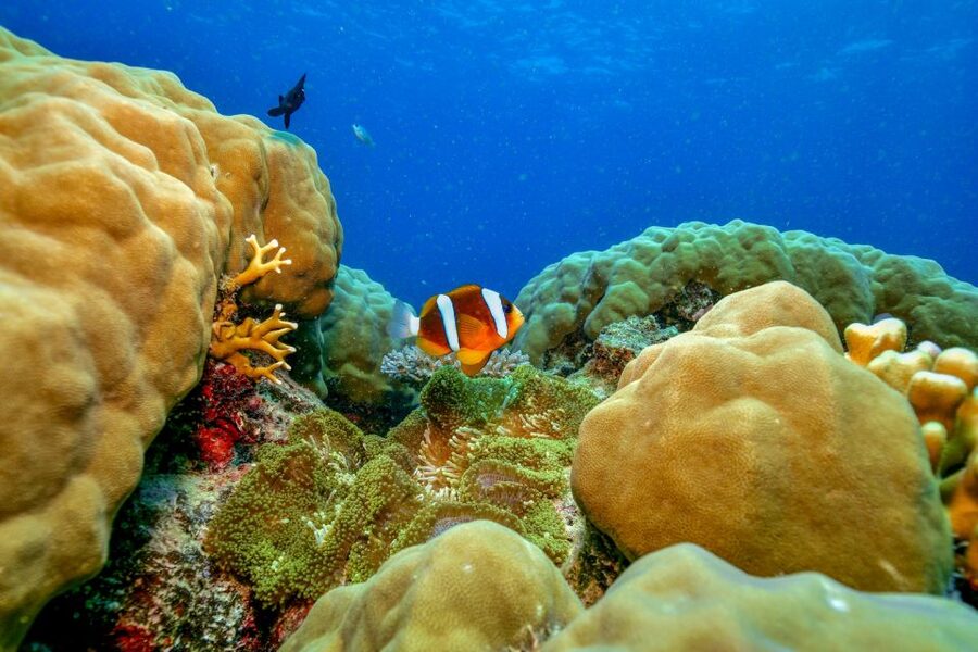 Cairns: Great Barrier Reef Premium Diving Full Day Tour - Snorkeling through coral gardens
