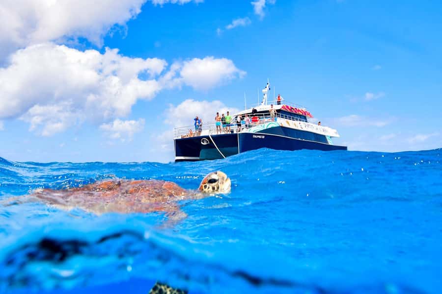 Cairns: Great Barrier Reef Premium Diving Full Day Tour - Lunch, tea breaks, and the practical value of the fare