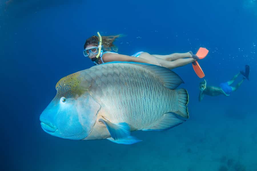 Cairns: Green Island + Moore Reef Activity Platform Combo - FAQ
