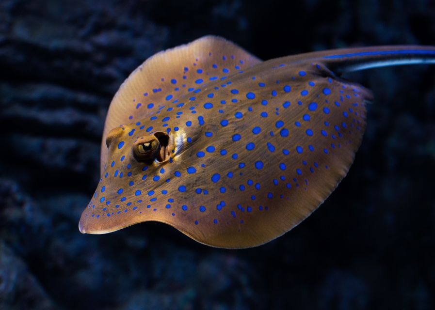 Cairns: Guided Twilight Tour of the Aquarium - Camerons style and the role of the guide