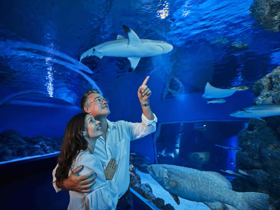 Cairns: Guided Twilight Tour of the Aquarium - Planning the evening in Cairns