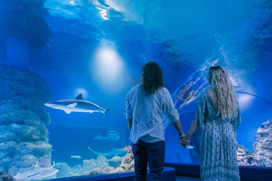 Cairns: Guided Twilight Tour of the Aquarium - Who should book this twilight tour?