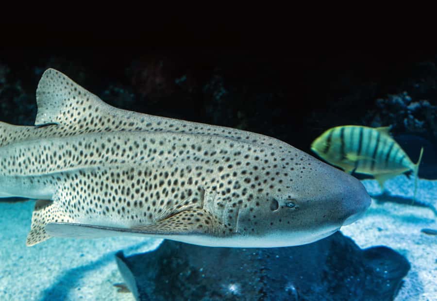 Cairns: Guided Twilight Tour of the Aquarium - A practical way to fit it into your Cairns plans