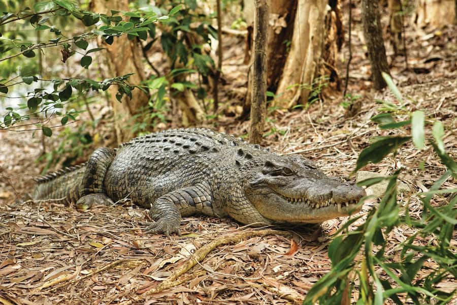 Cairns: Hartley's Crocodile Adventures Visit with Transfer - Why Hartley’s works well as a Cairns half-day