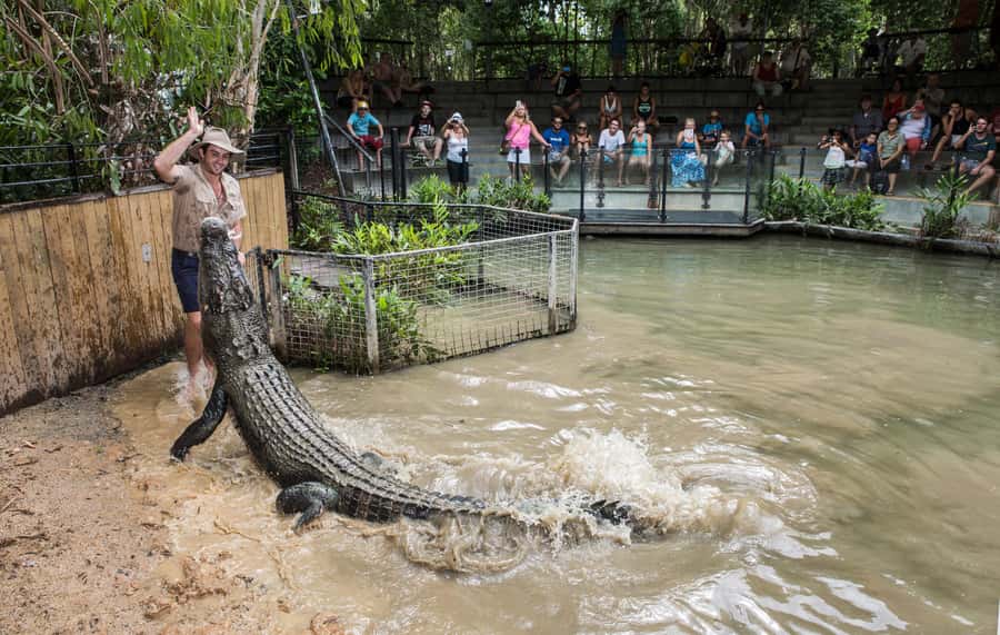 Cairns: Hartley's Crocodile Adventures Visit with Transfer - Finding your way through the park