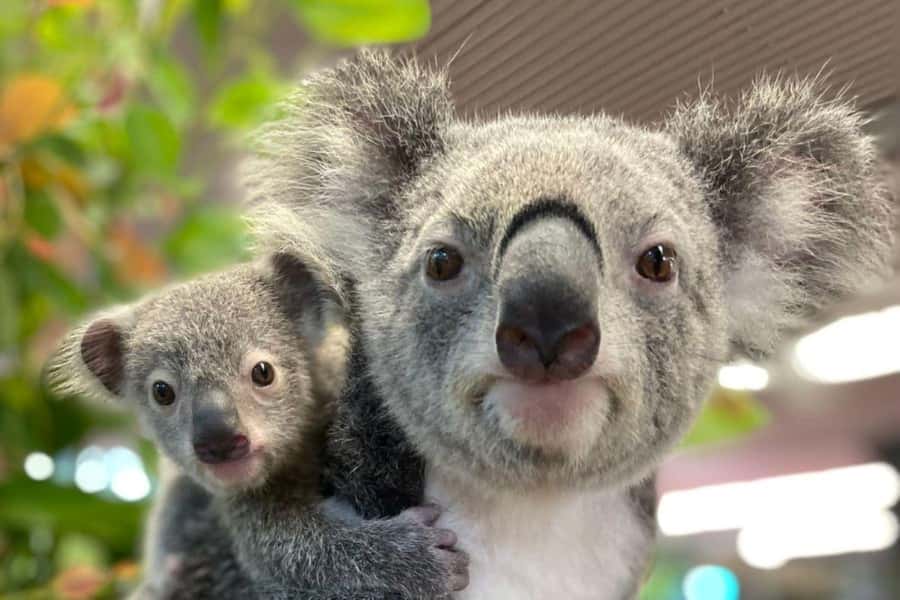 Cairns Koalas and Creatures Entry Ticket with Koala Photo - How it compares with a larger sanctuary