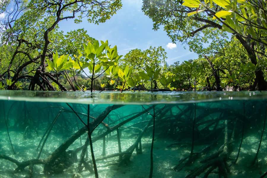 Cairns Koalas and Creatures Entry Ticket with Koala Photo - Reef, rainforest, and mangrove displays