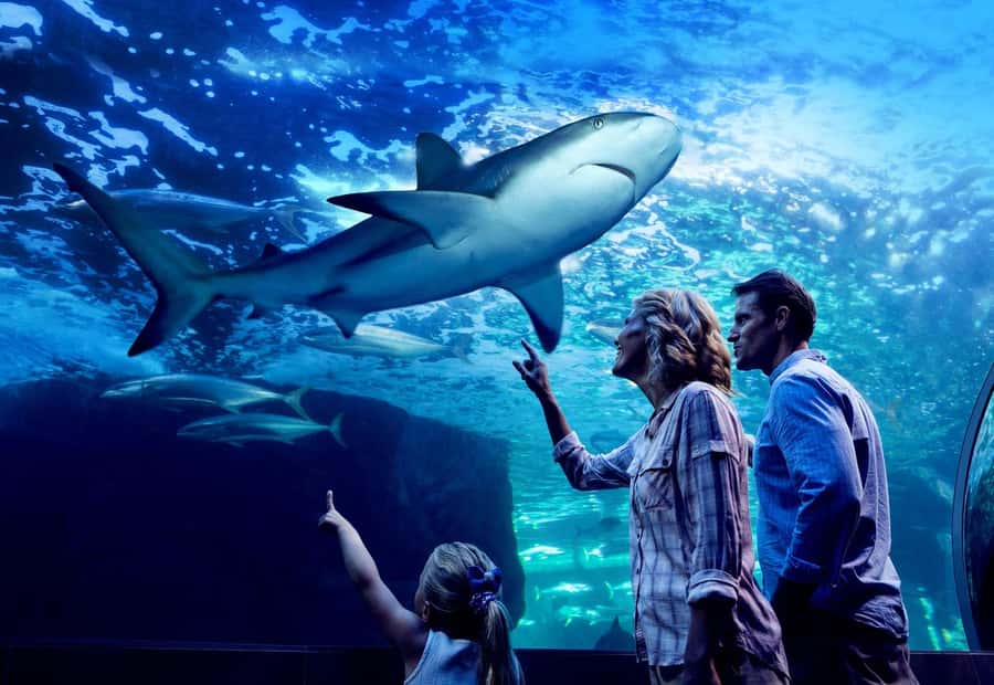 Cairns: Night at the Aquarium Guided Tour & 2 Course Dinner - Who should book this evening?