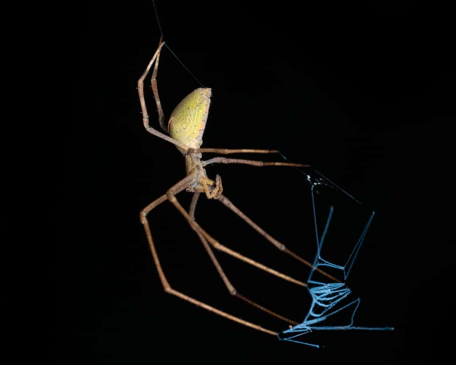 Cairns: Night Walk in Cairns Botanic Gardens - Spiders, insects, and the tiny wildlife most people miss