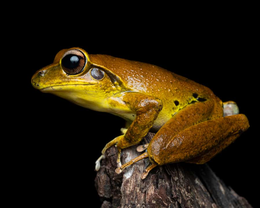 Cairns: Night Walk in Cairns Botanic Gardens - Larger sightings, if the night is kind
