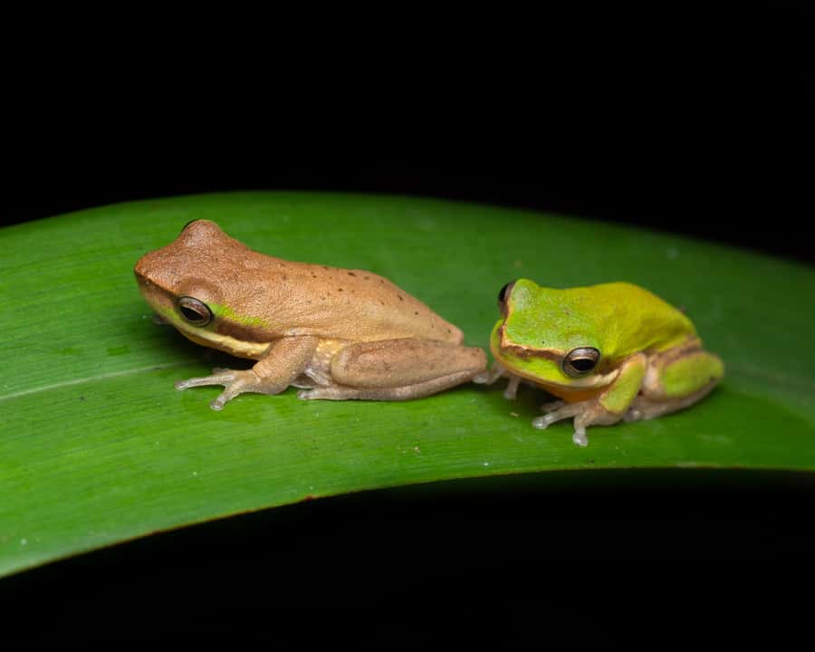 Cairns: Night Walk in Cairns Botanic Gardens - The photography side of the experience