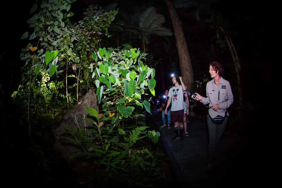 Cairns: Night Walk in Cairns Botanic Gardens - Meeting Bridgette or Ros at Collins Avenue