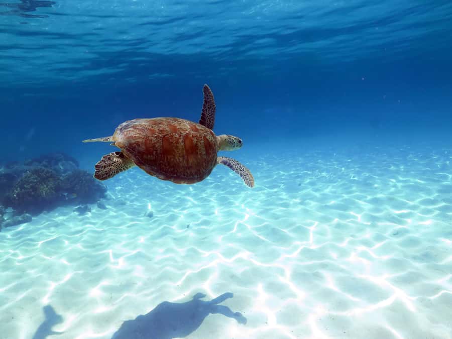 Cairns: Ocean Spirit Great Barrier Reef Full Day Tour - Sailing from Cairns aboard Ocean Spirit
