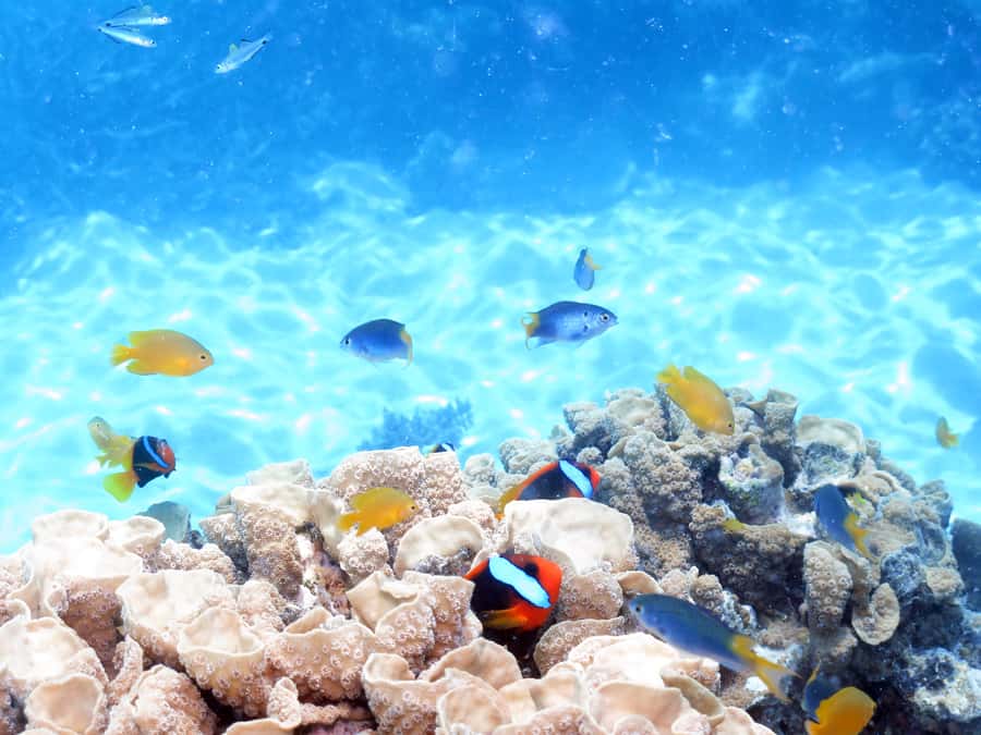 Cairns: Ocean Spirit Great Barrier Reef Full Day Tour - A full day of food, not just snacks