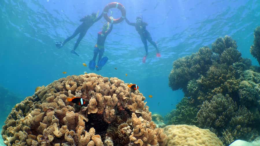 Cairns: Ocean Spirit Great Barrier Reef Full Day Tour - What the crew adds to the experience