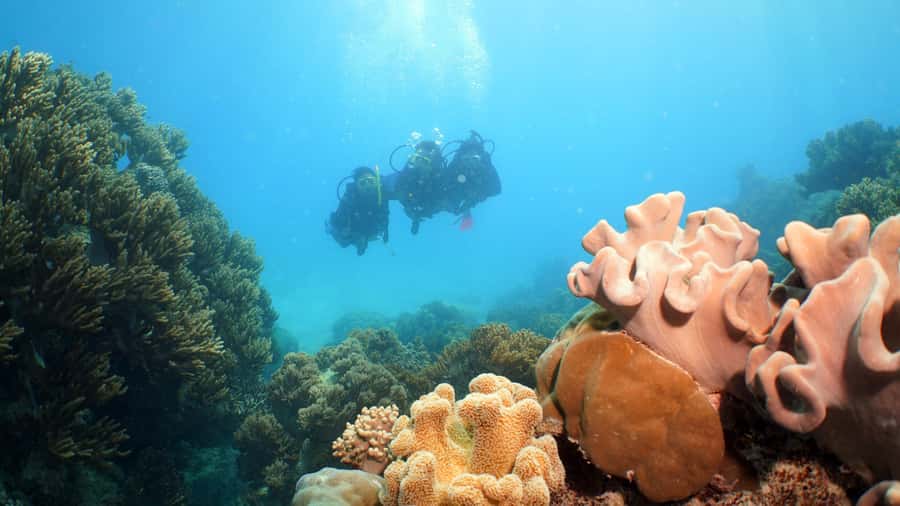 Cairns: Ocean Spirit Great Barrier Reef Full Day Tour - Who will enjoy this reef cruise most