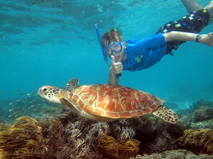 Cairns: Ocean Spirit Great Barrier Reef Full Day Tour - Why Michaelmas Cay is the day’s main attraction