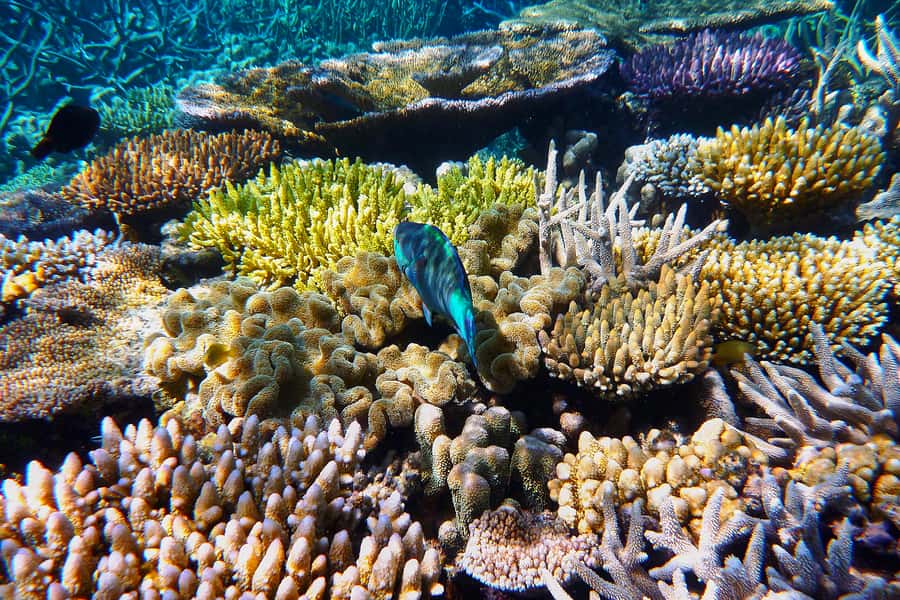 Cairns: Outer and Coral Cay Snorkel and Dive Cruise - Upolu Coral Cay feels different from Wonder Wall