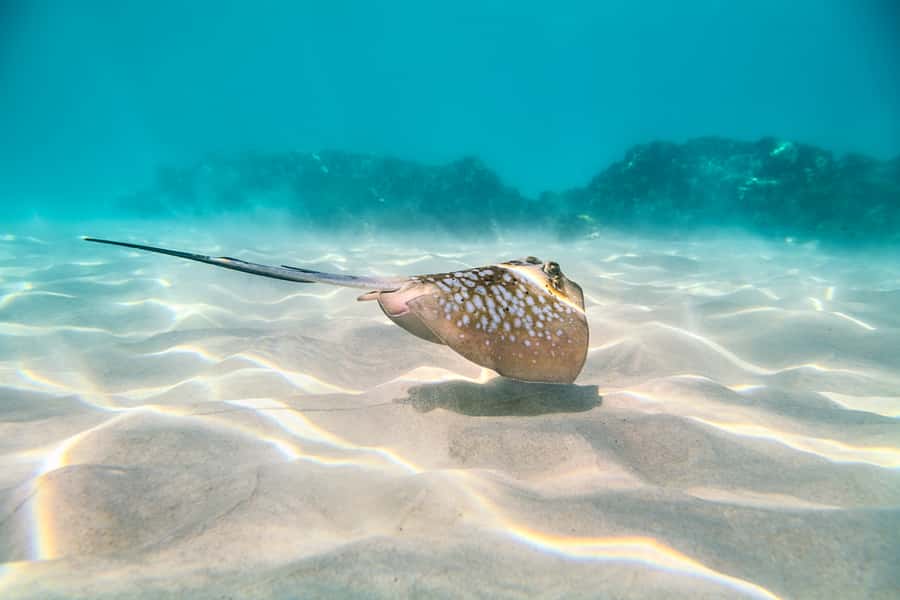 Cairns: Outer and Coral Cay Snorkel and Dive Cruise - Optional scuba for beginners and certified swimmers