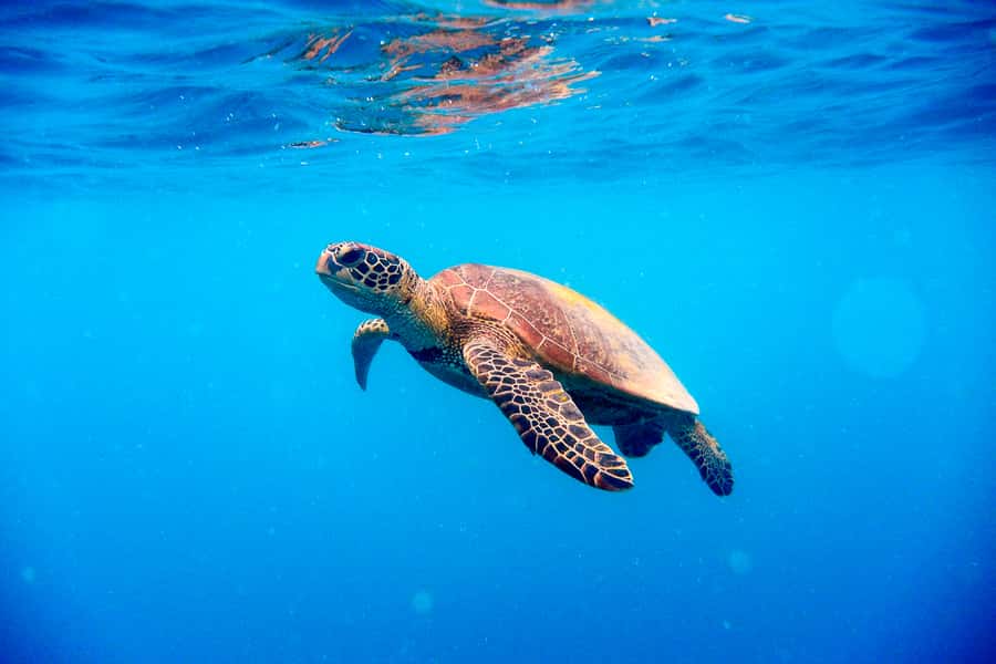 Cairns: Outer and Coral Cay Snorkel and Dive Cruise - The food is better than standard boat fare