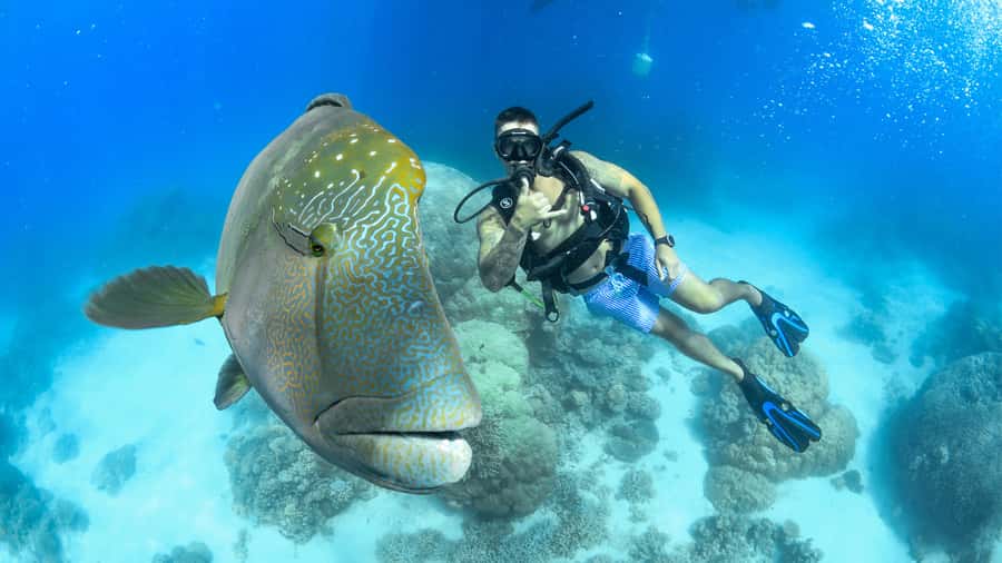 Cairns: Outer Great Barrier Reef Full-Day Tour with Lunch - The ride home, wine, and optional extras