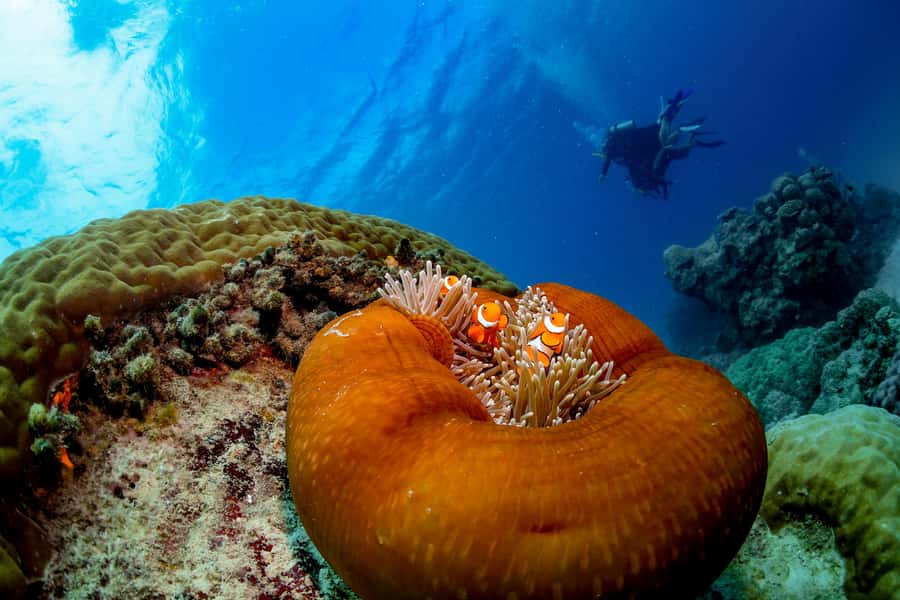 Cairns: Outer Great Barrier Reef Full-Day Tour with Lunch - FAQ