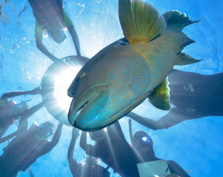 Cairns: Outer Great Barrier Reef Pontoon with Activities - Four hours at the pontoon lets you set your own pace