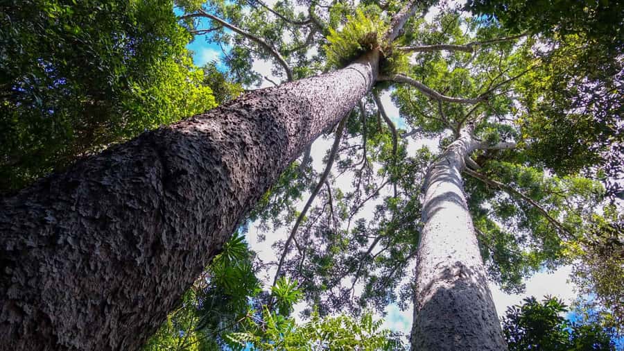 Cairns: Paronella, Lake Barrine & Millaa Millaa Falls Tour - What to pack for this particular route